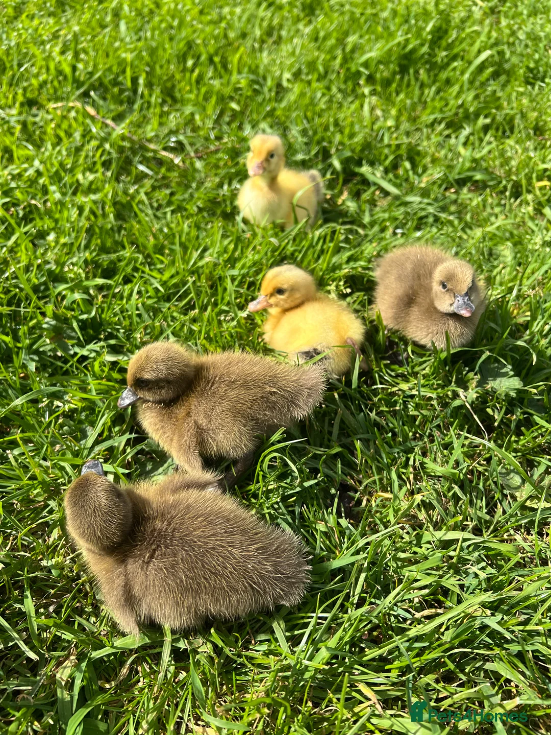 Ducks poultry for sale: *RESERVE* Pure Breed Ducklings! - Advert 2