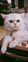 British Shorthair cats ๐๐ฅOutstanding Champion GCCF/TICA stud ๐ฅ๐ in Dartford - Advert 8