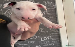 English Bull Terrier dogs for sale: Outstanding male bull terriers  - Image 15