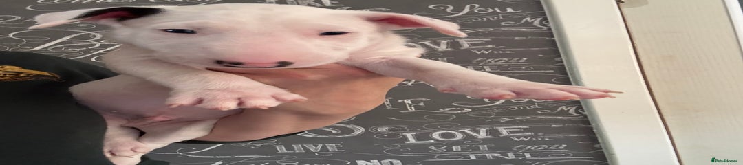 English Bull Terrier Puppy 3