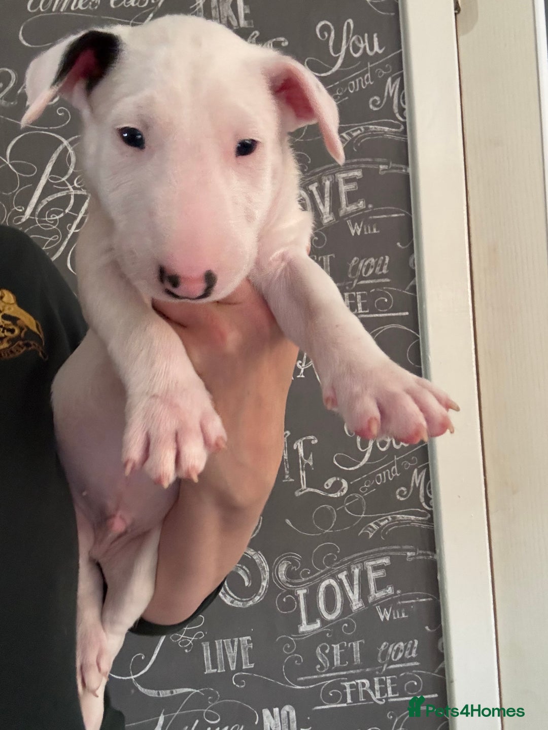 English Bull Terrier dogs for sale: Outstanding male bull terriers  - Image 15
