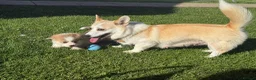 Welsh Corgi Pembroke dogs for sale: Handsome KC Reg Pembroke Corgi Pups in Caerphilly - Advert 9