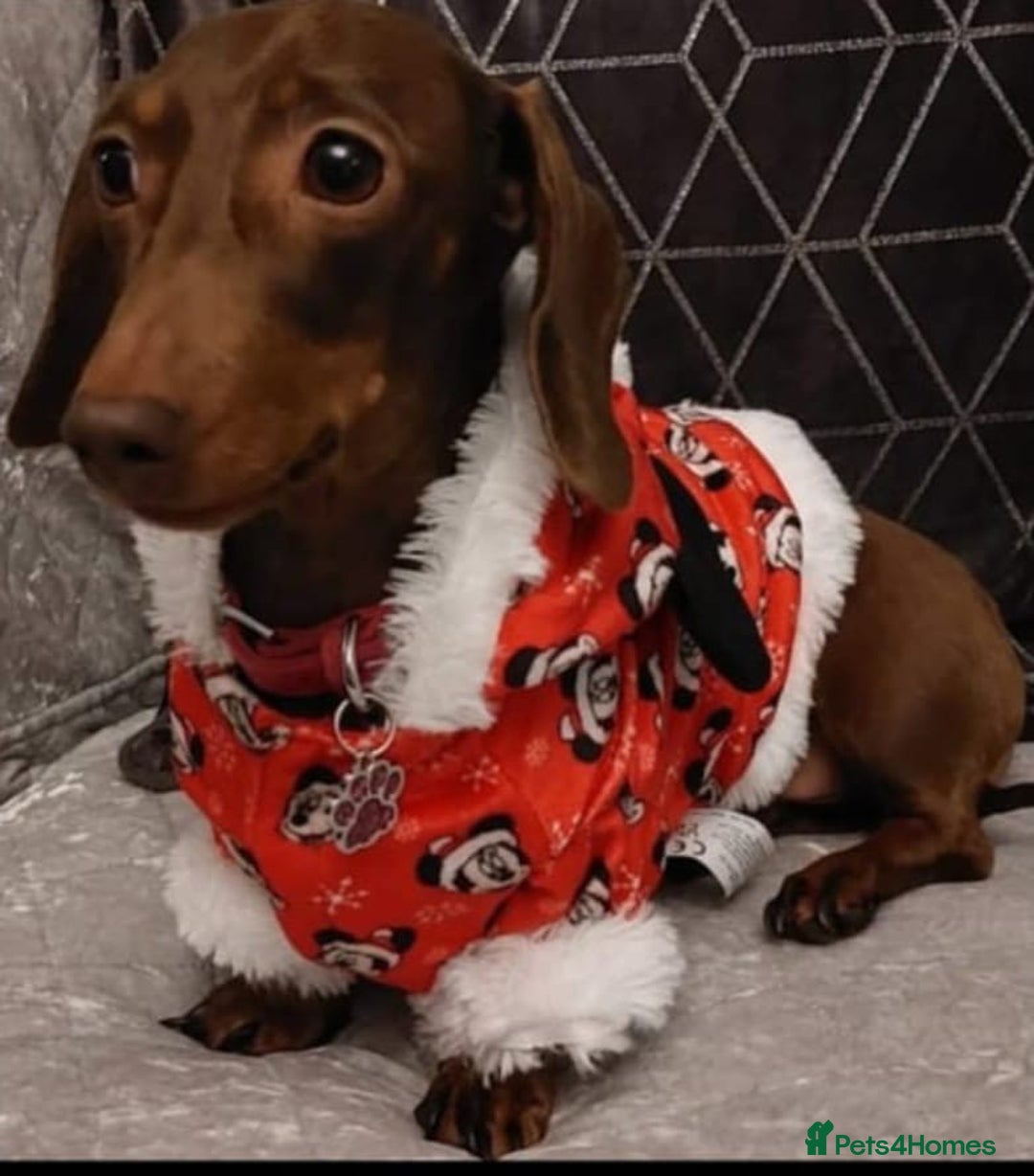 Miniature Dachshund dogs for sale: Minature dashunds  - Image 2