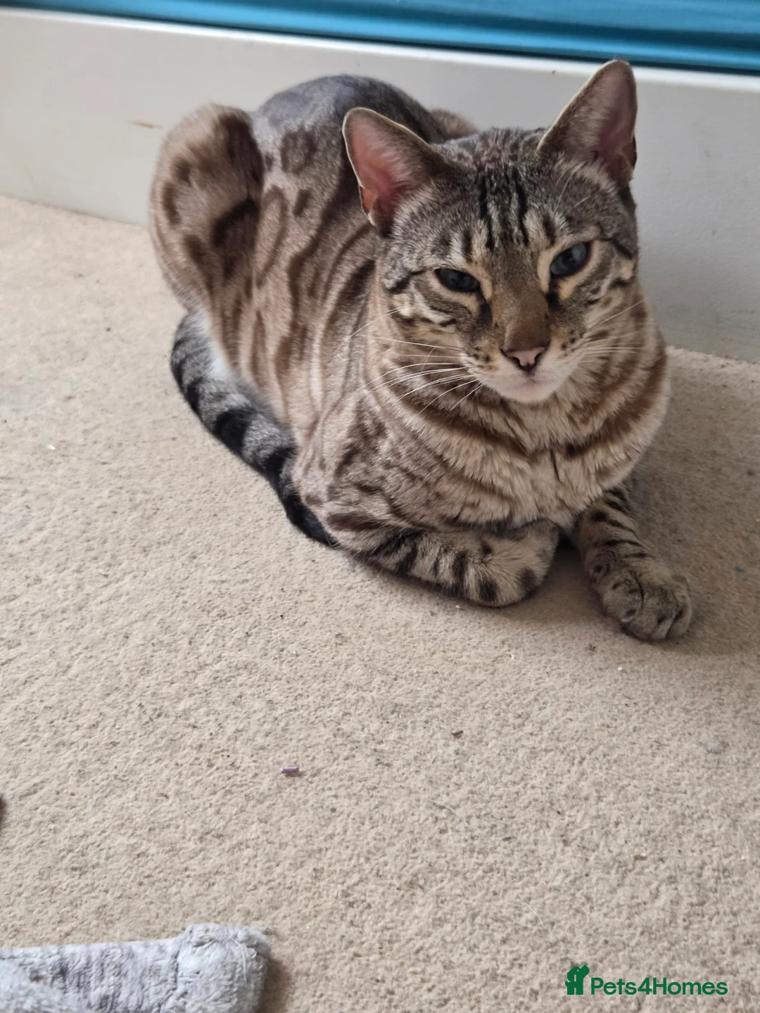 Bengal cats for sale: Bengal seeking home with outdoor access - Advert 4