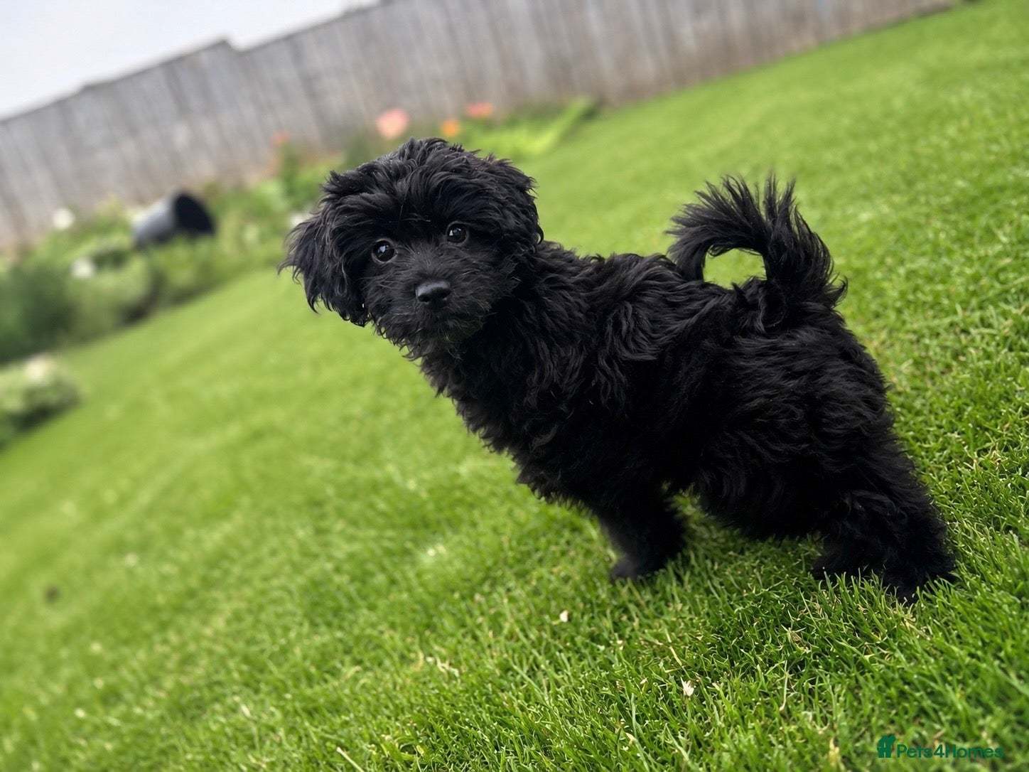 Mixed Breed dogs Toy poodle cross  - Advert 1
