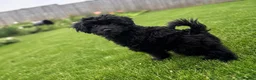Mixed Breed dogs for sale: Toy poodle cross  - Advert 1