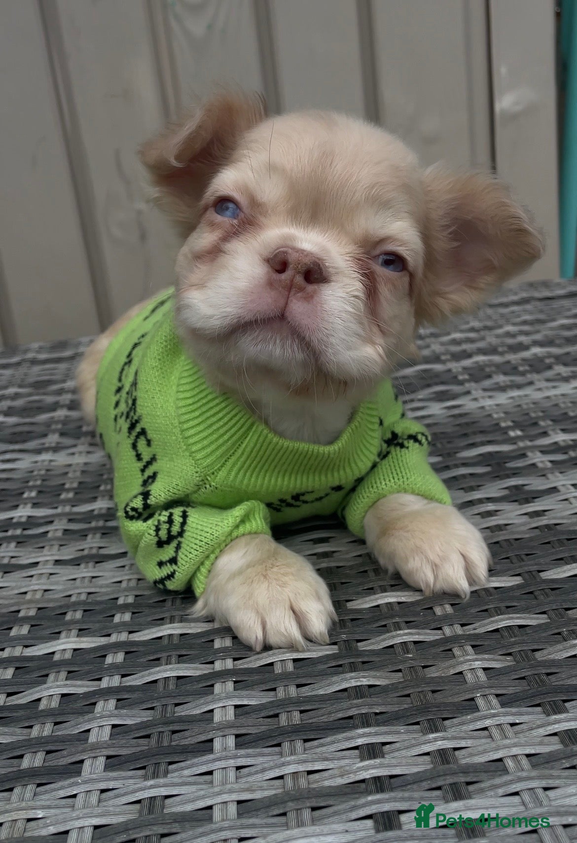 Teddy
