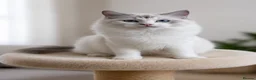 Ragdoll cats for sale: Beautiful Tica Registered Kittens Ragdoll - Advert 30