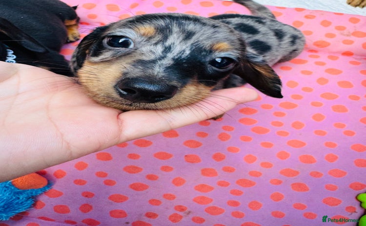 Miniature Dachshund dogs - Advert 13