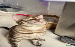 Bengal cats for sale: Cream Snow Male Bengal for Sale - TICA Registered - Image 7