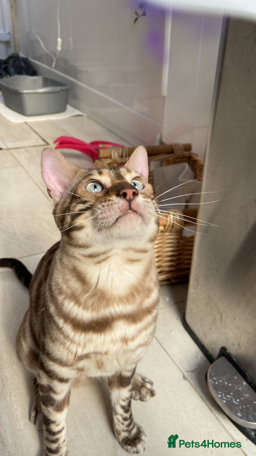 Bengal cats for sale: Cream Snow Male Bengal for Sale - TICA Registered - Image 7