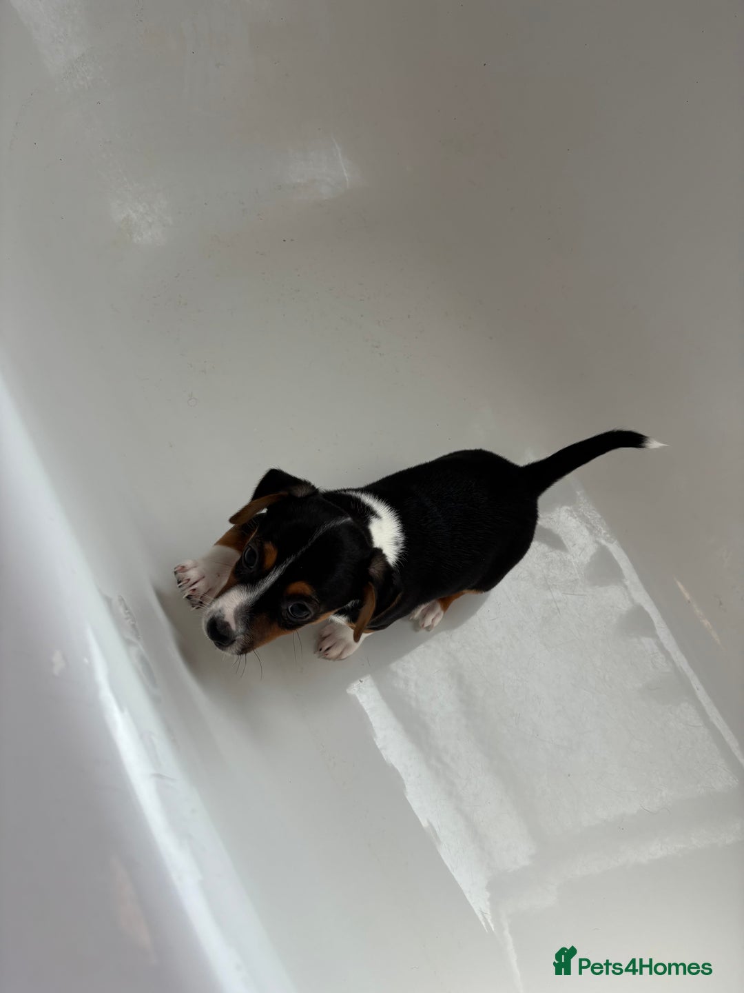 Jack Russell dogs for sale: Jack Russell Puppies for sale  - Image 9