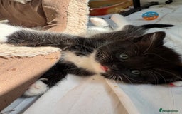 Persian cats for sale: mixed persian & bombay kittens  in Maidstone - Image 22