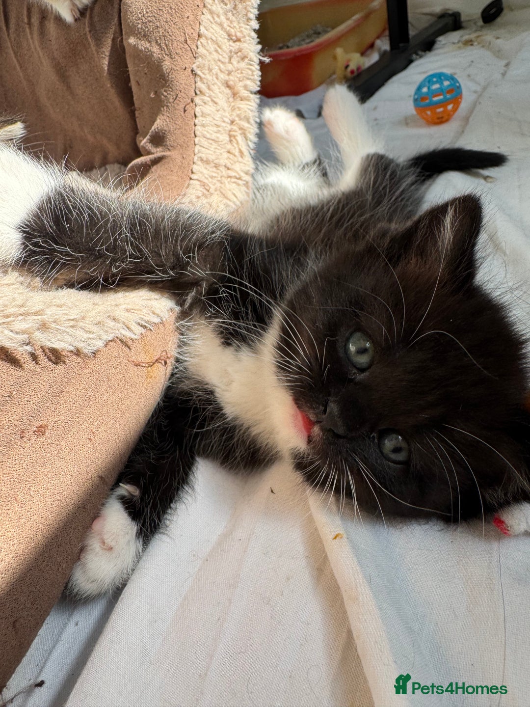 Persian cats for sale: mixed persian & bombay kittens  in Maidstone - Image 22