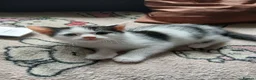 Mixed Breed cats for sale: Beautiful adorable little kitten - Advert 12