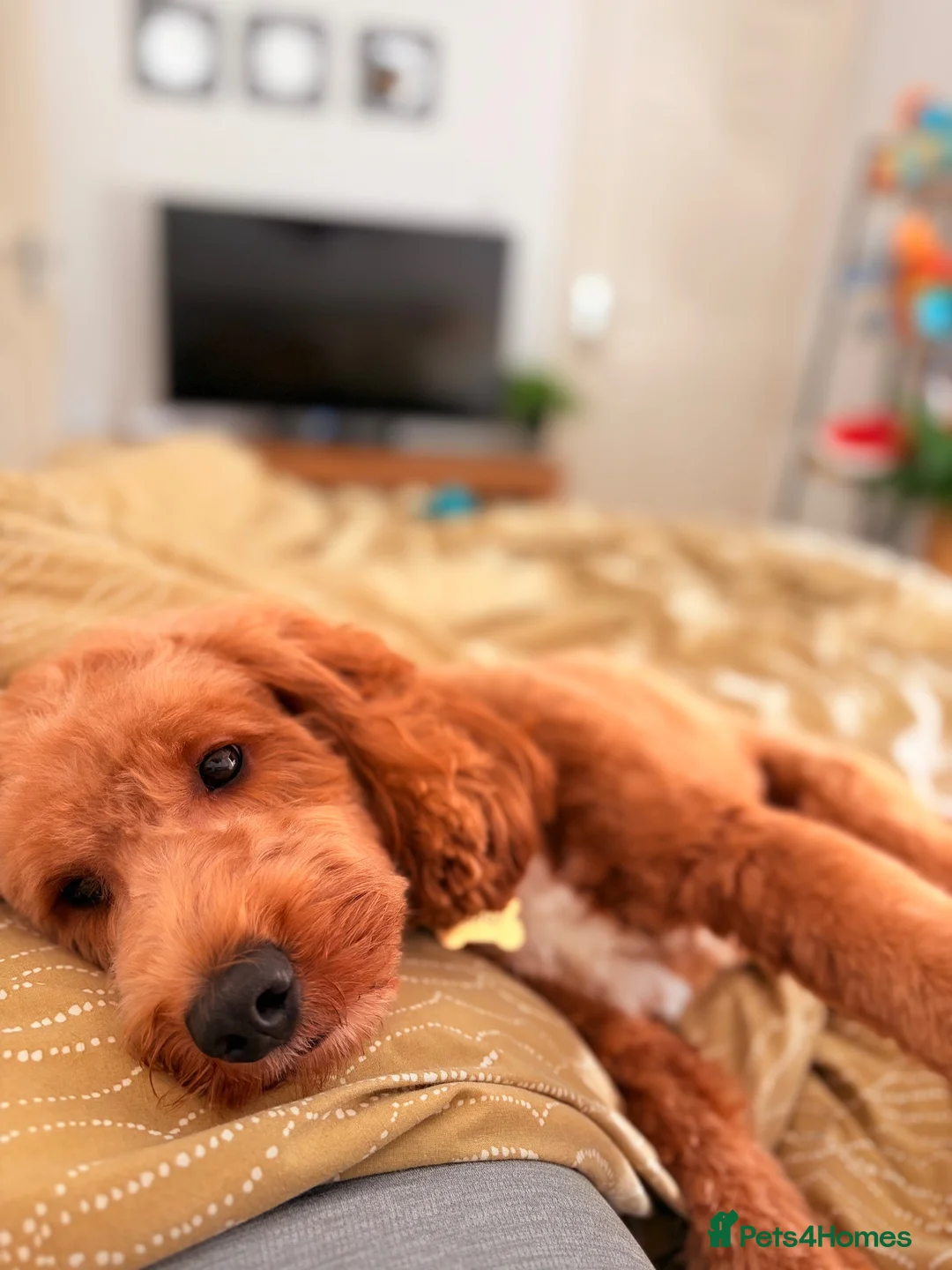 Cockapoo dogs for stud: Beautiful F1B cockapoo for stud  - Advert 3