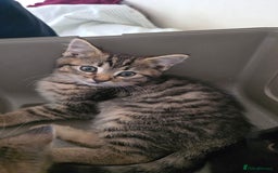 Mixed Breed cats for sale: Adorable kittens  - Image 4