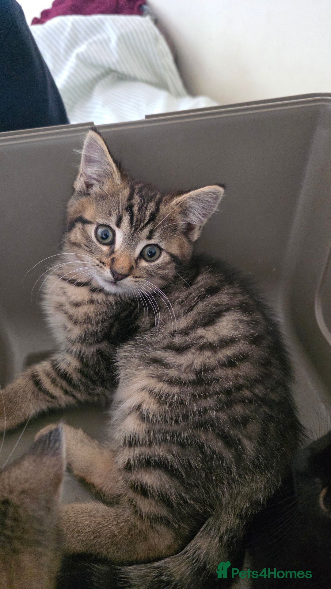 Mixed Breed cats for sale: Adorable kittens  - Image 4