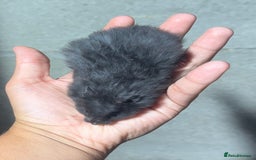 Hamster rodents for sale: STUNNING, TAME, PEDIGREE BABY SYRIAN HAMSTER - Image 17