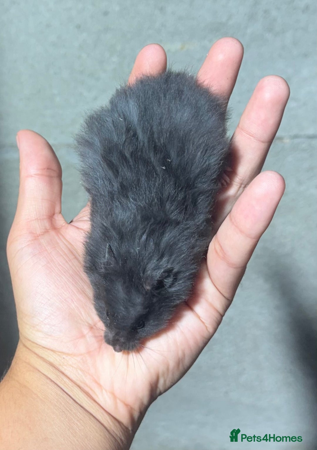 Hamster rodents for sale: STUNNING, TAME, PEDIGREE BABY SYRIAN HAMSTER - Image 17