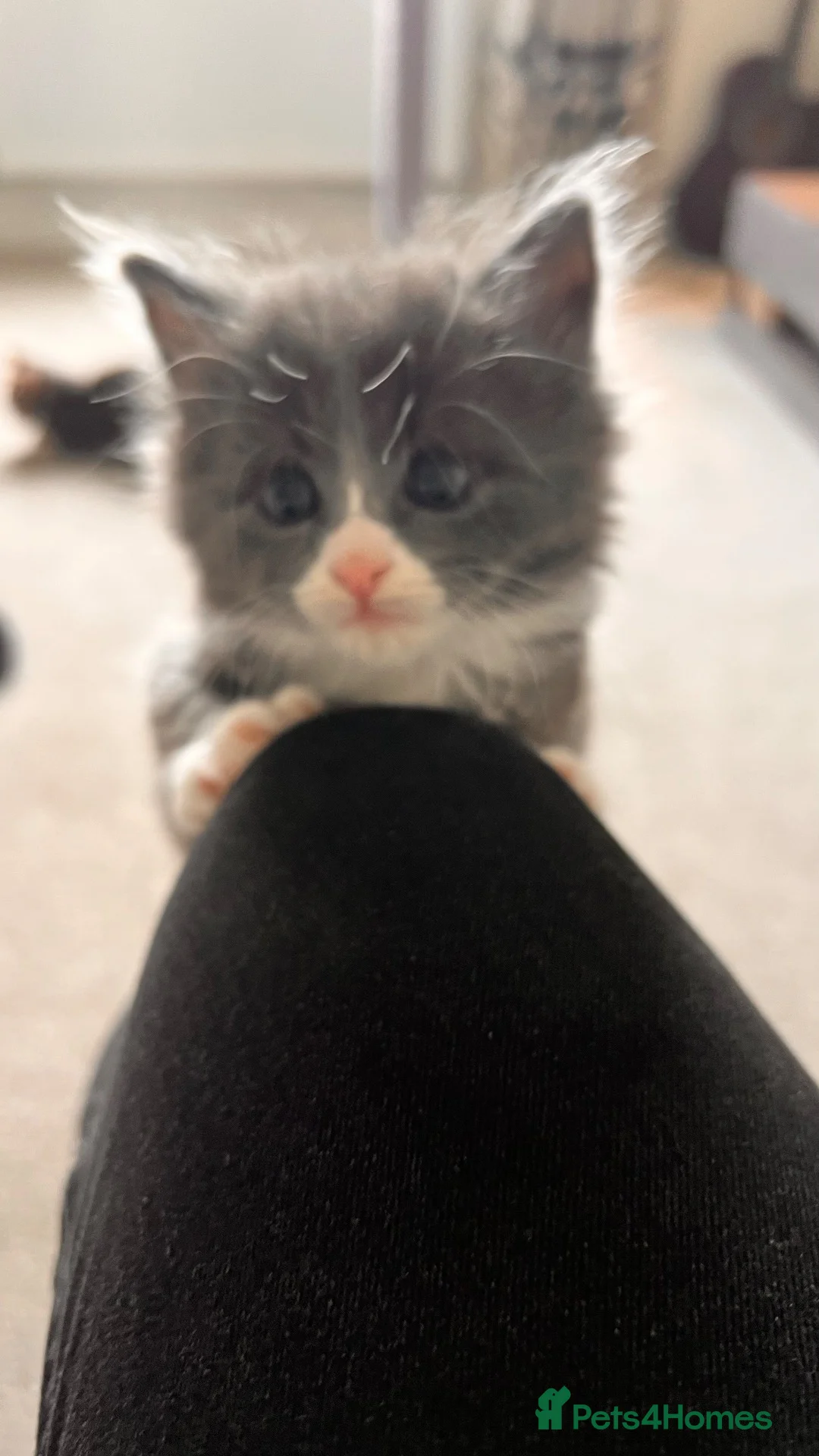 Mixed Breed cats for sale: Beautiful female kitten grey and white mixed  - Advert 2