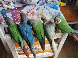 Conures birds green cheek conures for sale - Advert 3