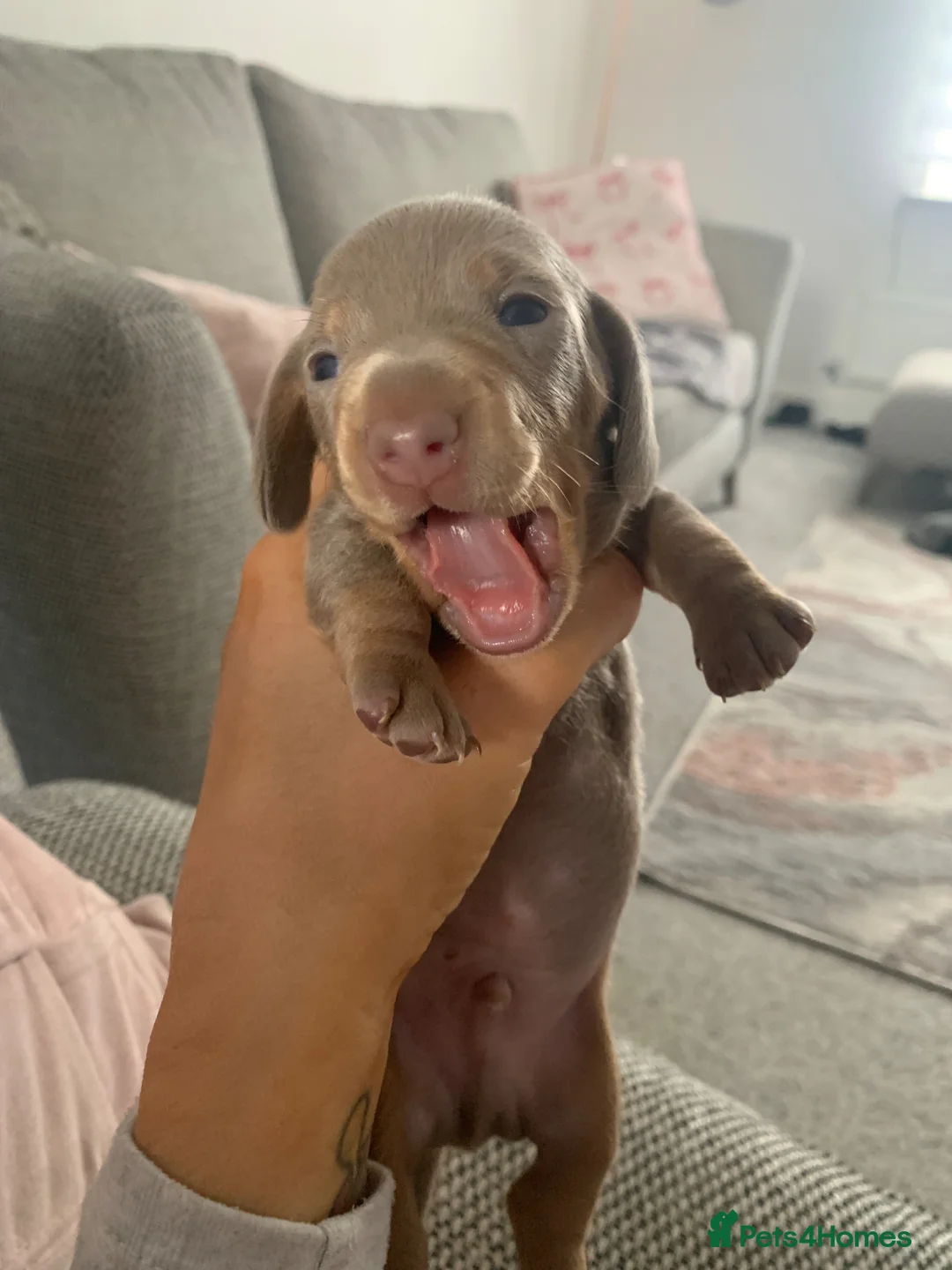 Miniature Dachshund dogs for sale: Ready for there forever homes❤️ - Advert 9