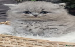 British Shorthair cats for sale: Show Quality Champions British Shorthair GCCF - Image 5