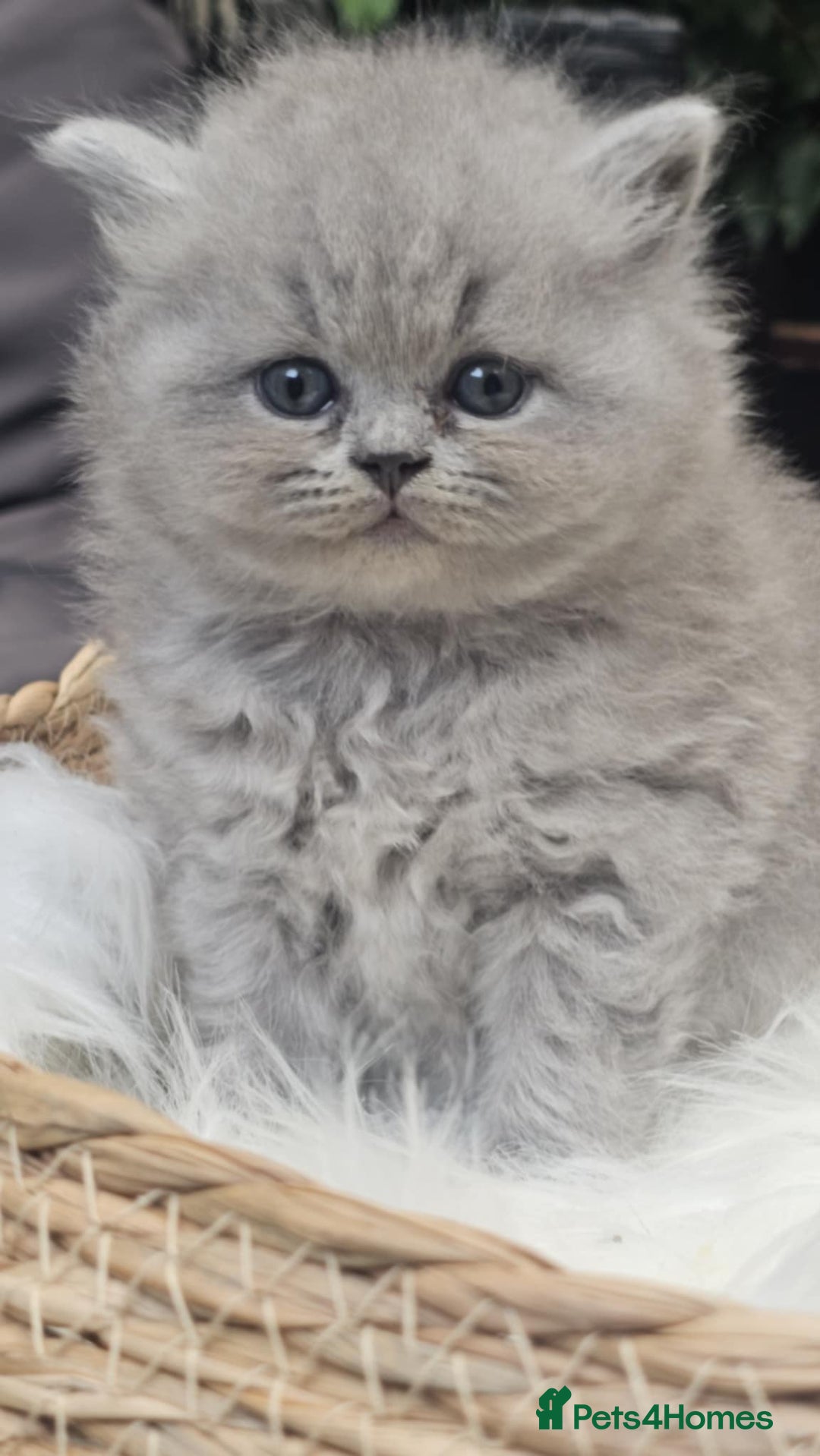 British Shorthair cats for sale: Show Quality Champions British Shorthair GCCF - Image 5