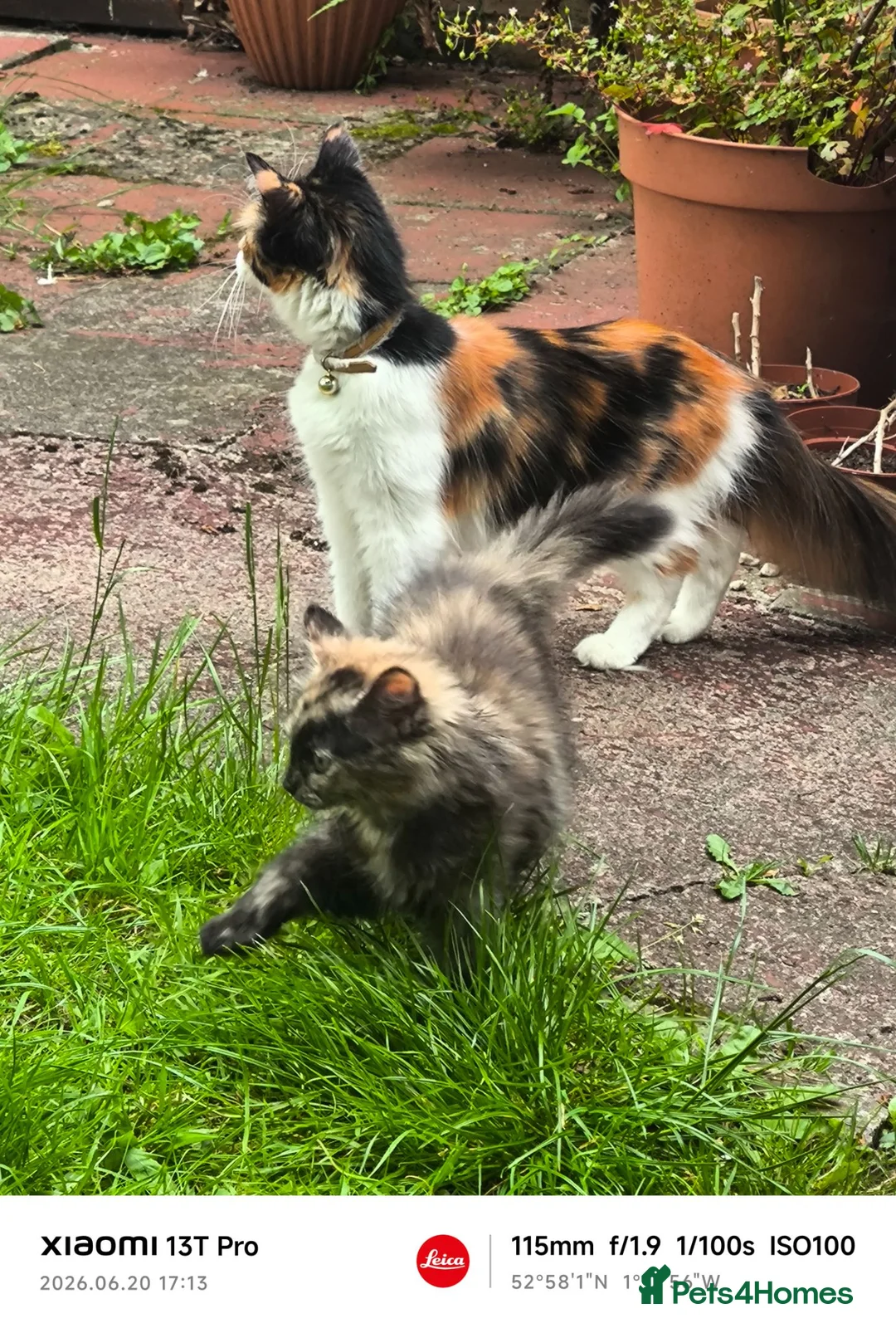 Mixed Breed cats for sale: Ginger and white male kitten  - Advert 14