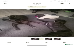 Cane Corso dogs for sale: 3 gorgeous male cane corso pups - Image 9