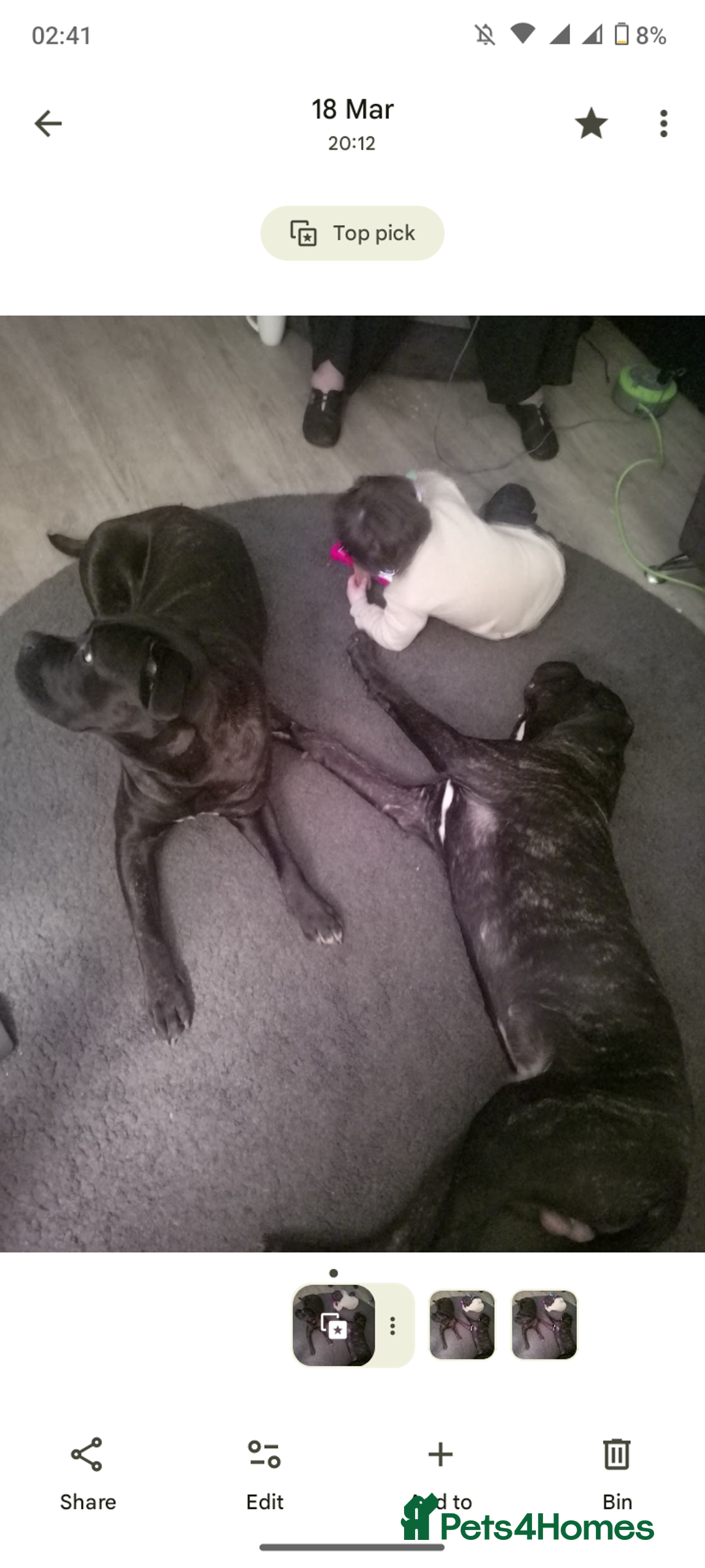 Cane Corso dogs for sale: 3 gorgeous male cane corso pups - Image 9