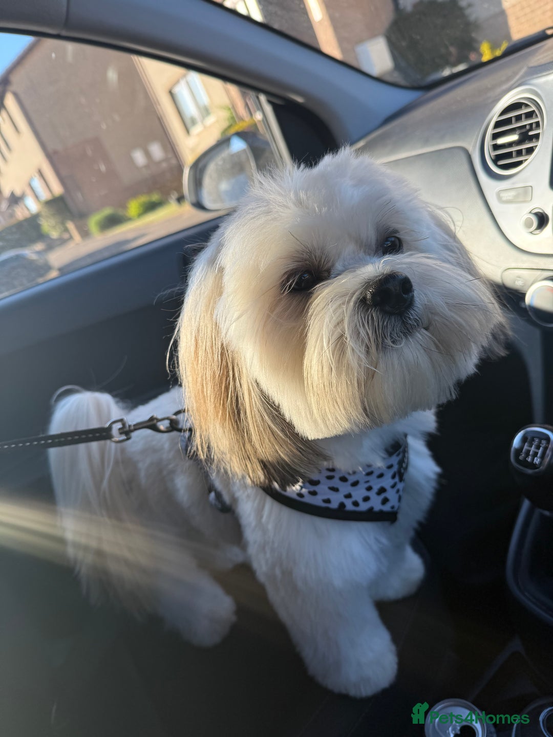 Lhasa Apso dogs for stud: KC Registered Lhasa Apso Stud - Advert 5