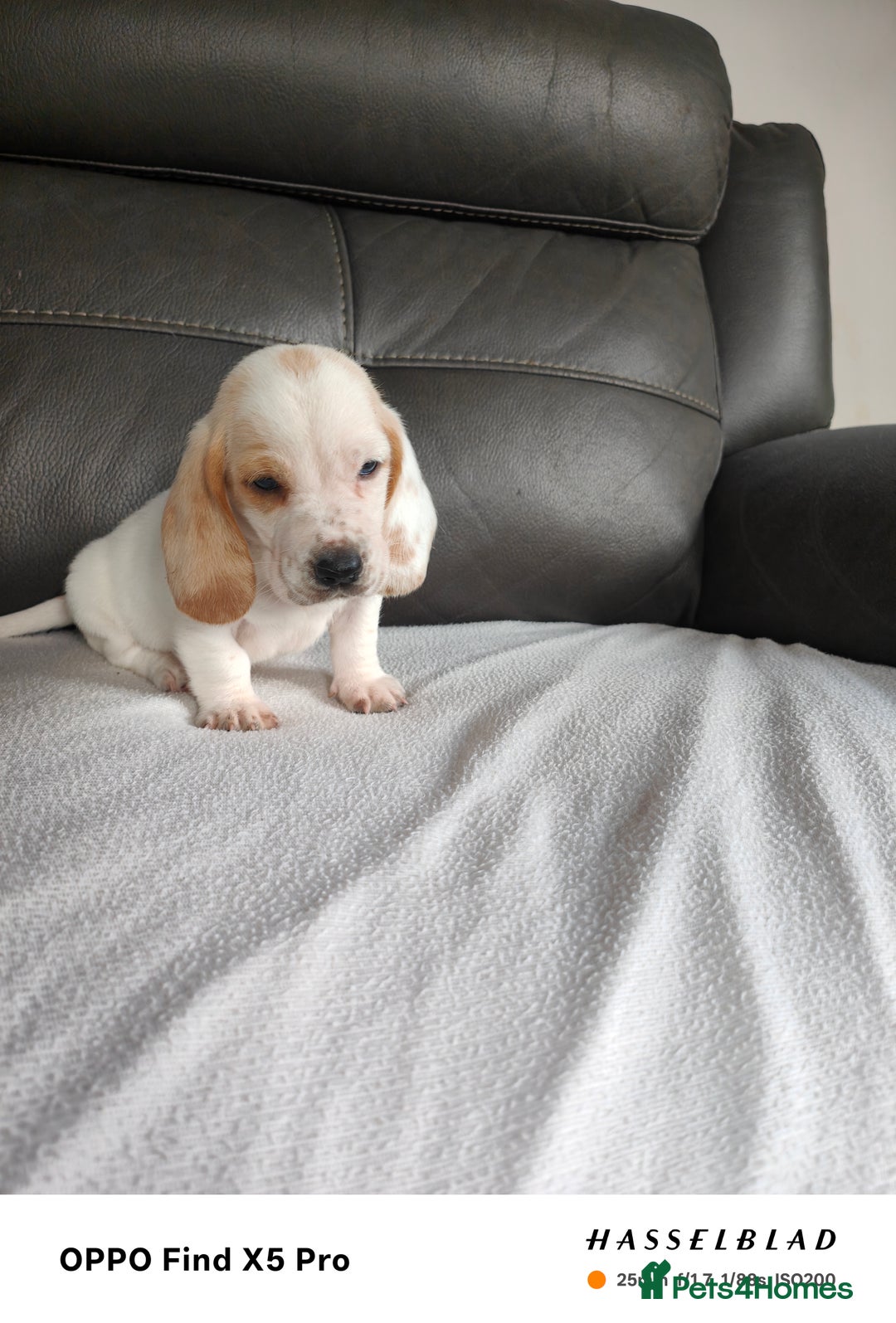 Basset Hound dogs for sale: Bassett Hound Puppies for Sale - Image 6