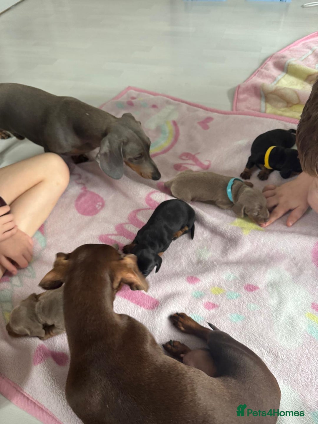 Miniature Dachshund dogs for sale: Miniature daschund  - Advert 6