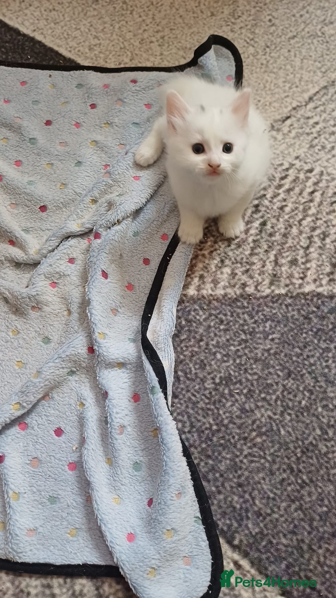 Turkish Angora cats for sale: Kitten 😺  - Image 2