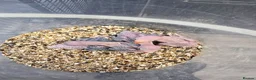 Ringnecks birds for sale: Ringneck Pairs - Advert 4