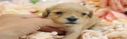 Cavapoo dogs for sale: *HEALTH TESTED*Cavapoo Puppies 5*LICENSED BREEDER* - Advert 19