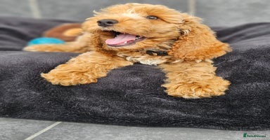 Cockapoo dogs in Droitwich - Advert 11