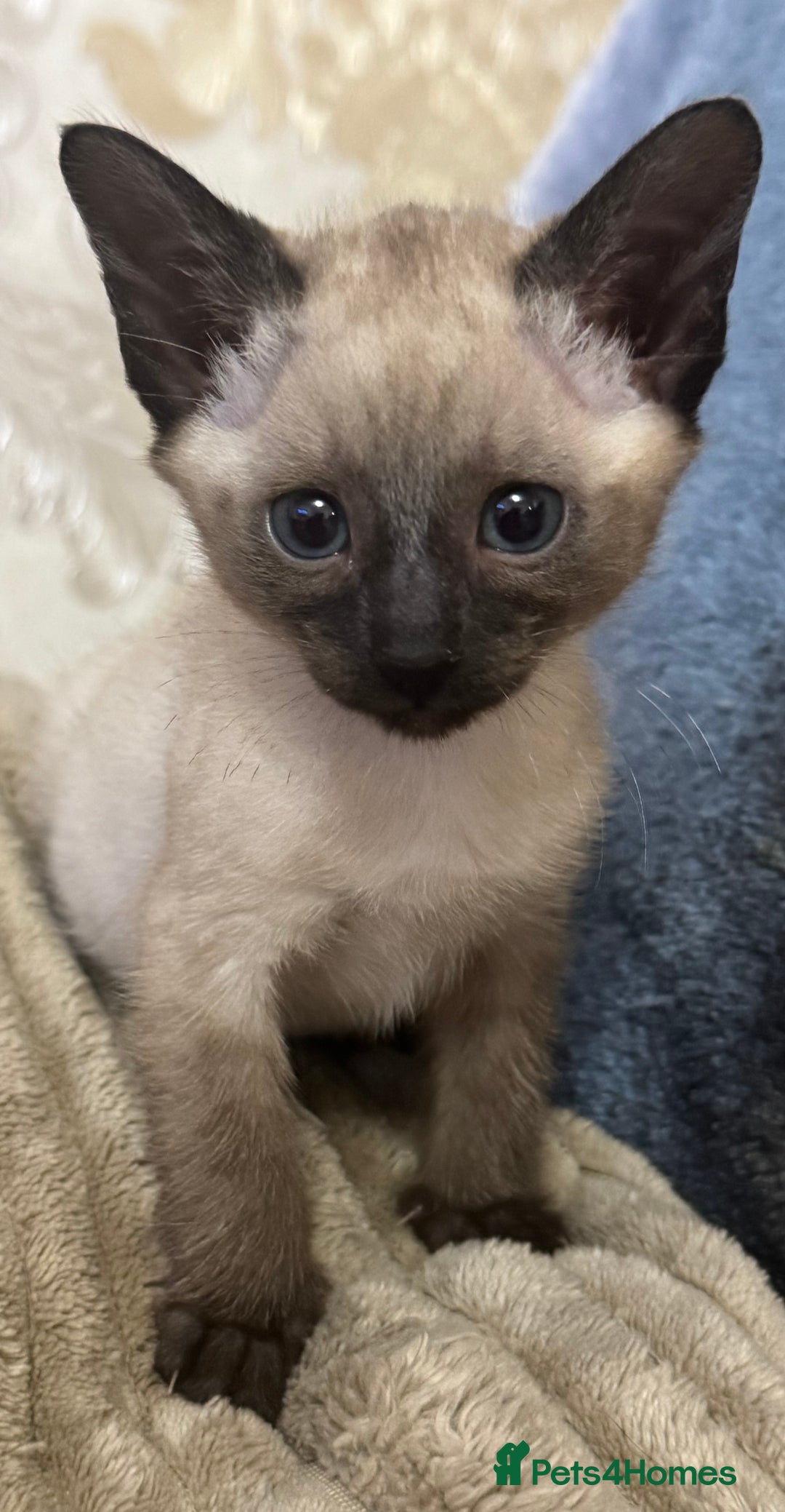 Siamese cats for sale: Seal point Siamese kittens - Advert 8