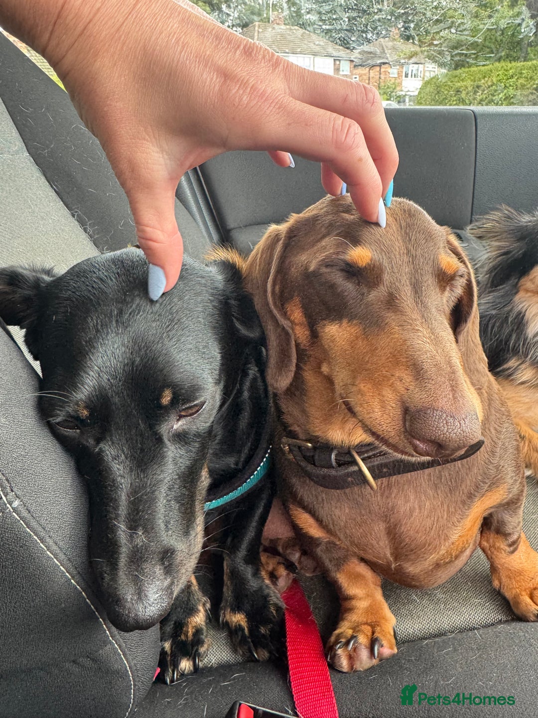 Dachshund dogs for sale: Sausage dog dachshund  - Advert 3