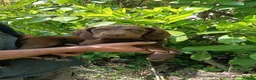 Pointer dogs for sale: HPR Puppies - Friendly ready Soon - Advert 14