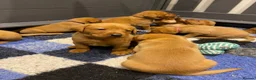 Labrador Retriever dogs for sale: EXCEPTIONALLY WELL BRED FOX RED LABRADOR PUPPIES  - Advert 9