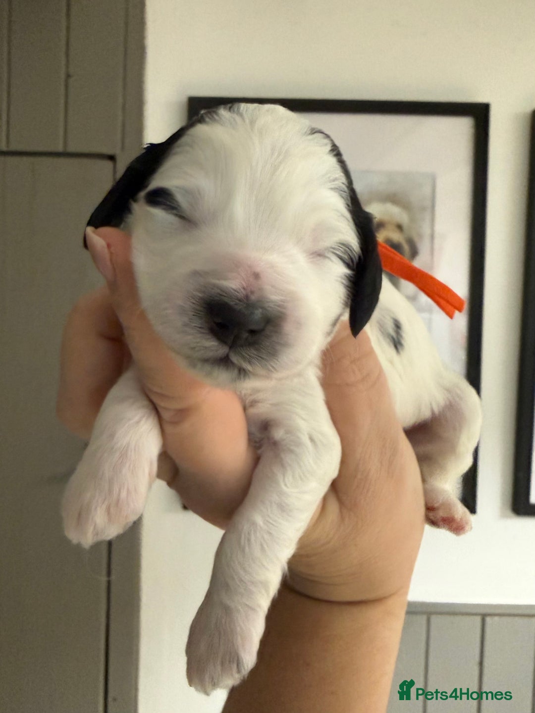 Mixed Breed dogs for sale: Miniature Parti Schnockerpoo Puppies  - Advert 13