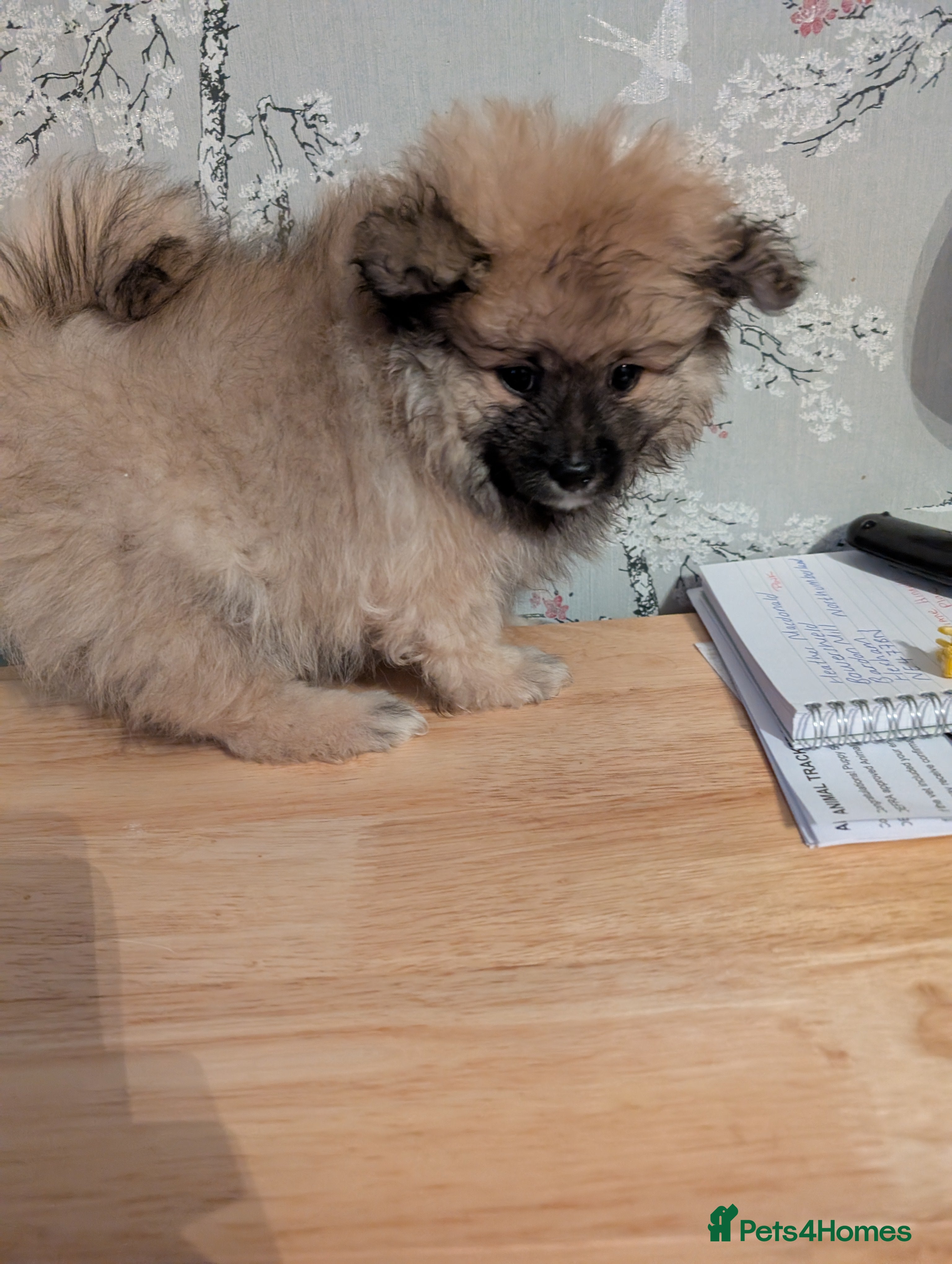 Pomeranian dogs Beautiful pups - Advert 13