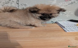 Pomeranian dogs for sale: Beautiful pups - Image 1