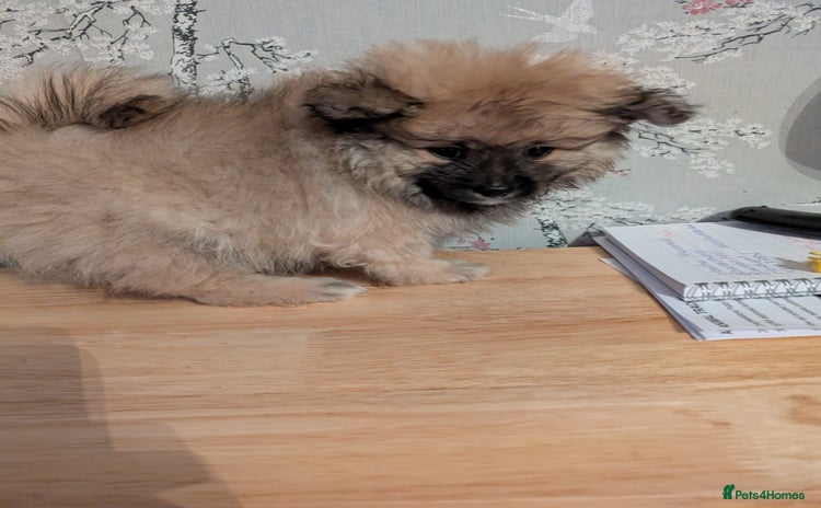 Pomeranian dogs - Advert 2