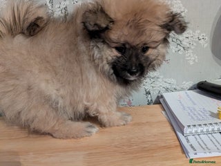 Pomeranian dogs - Advert 3