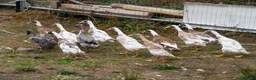 Ducks poultry for sale: Indian Runner Ducks - Advert 2