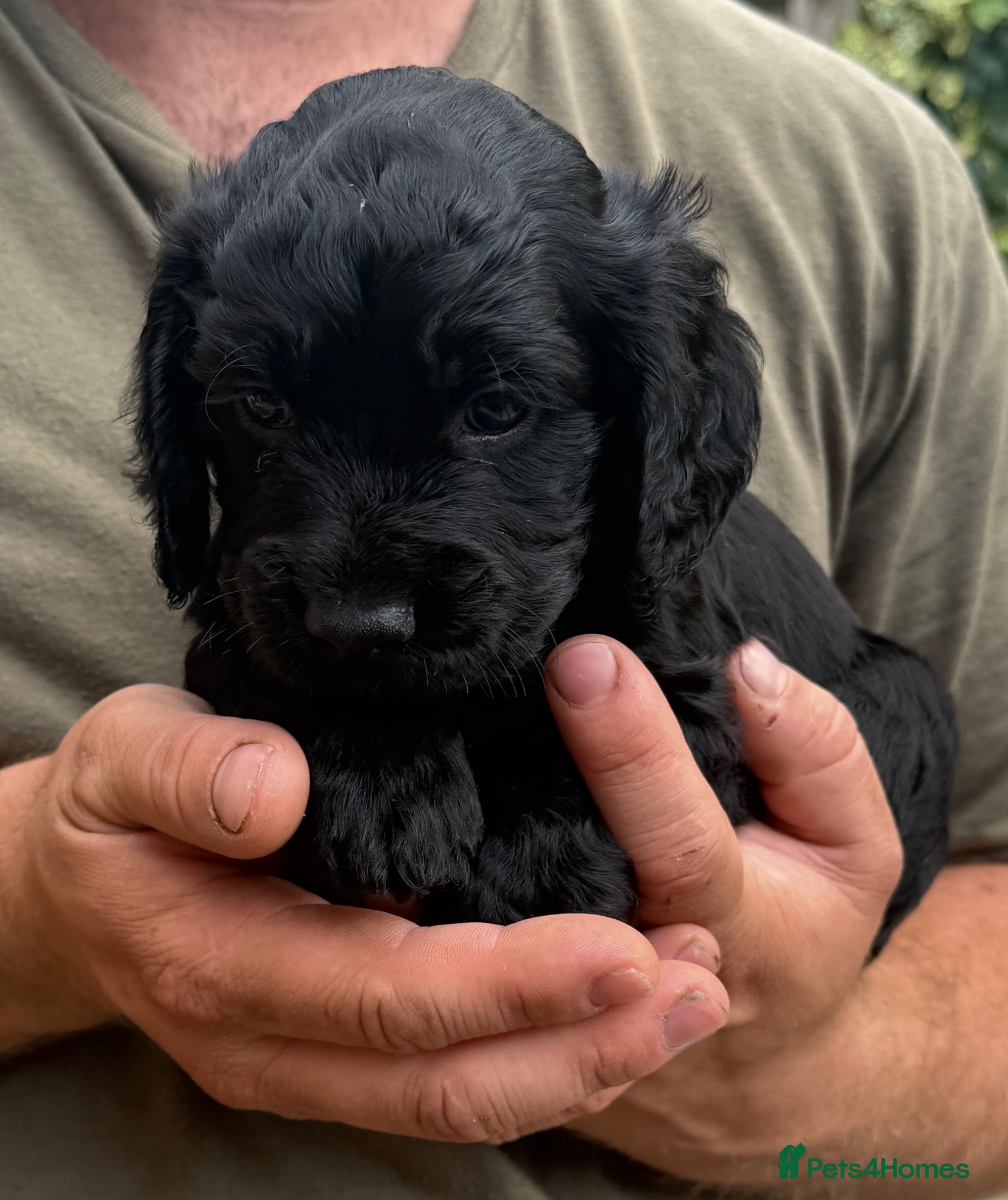 Cocker Spaniel dogs Working Cocker Spaniel puppies for sale  - Advert 2